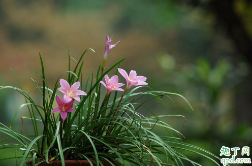 風(fēng)雨蘭好養(yǎng)活嗎風(fēng)雨蘭怎樣養(yǎng)才能夠爆盆1