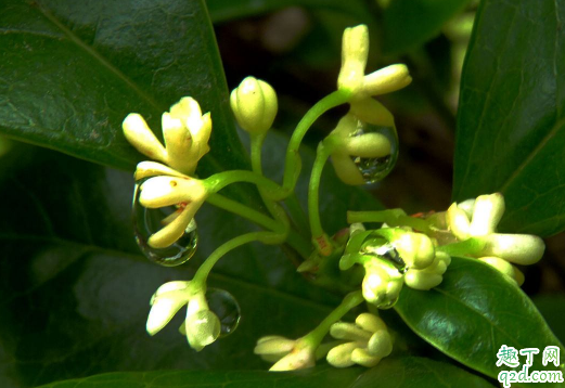 四季桂黃葉的原因是什么 四季桂黃葉怎么補(bǔ)救1