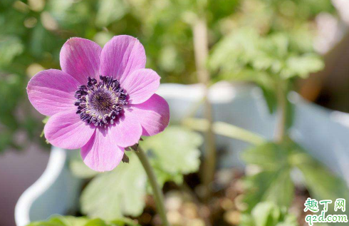 銀蓮花黃葉的原因是什么原因 銀蓮花黃葉怎么補救2