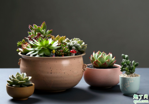 秋天多肉能不能淋雨 秋天多肉淋雨會死嗎1