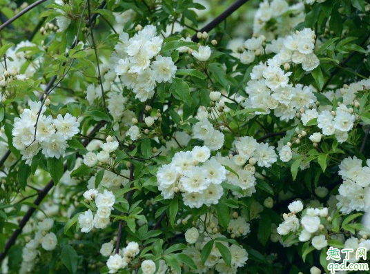 山木香好養(yǎng)活不 養(yǎng)植山木香需注意哪些事項(xiàng)3