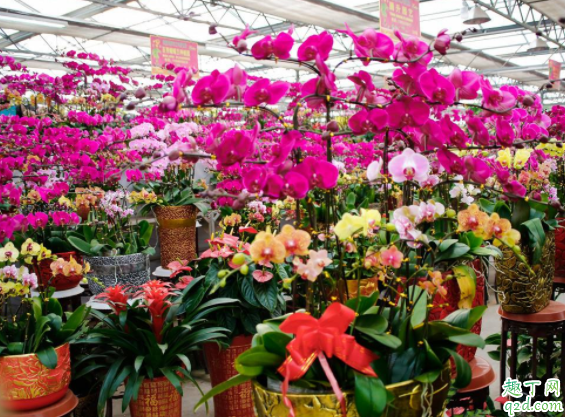 剛買的花換盆土很濕還用澆水嗎 花市買花為什么養(yǎng)不活1