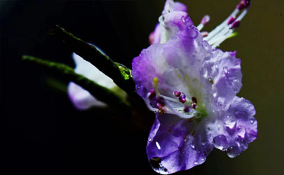 蝴蝶梅為啥老黃葉 蝴蝶梅黃葉子怎么救