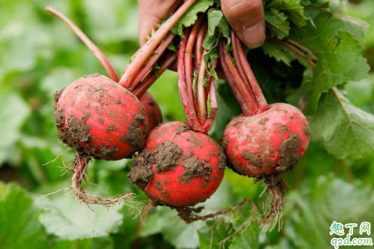 怎樣保存大蘿卜不糠 蘿卜出現(xiàn)空心是什么原因4