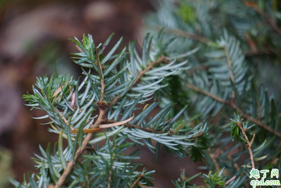 鐵杉好養(yǎng)活嗎 鐵杉怎么樣長得旺盛1