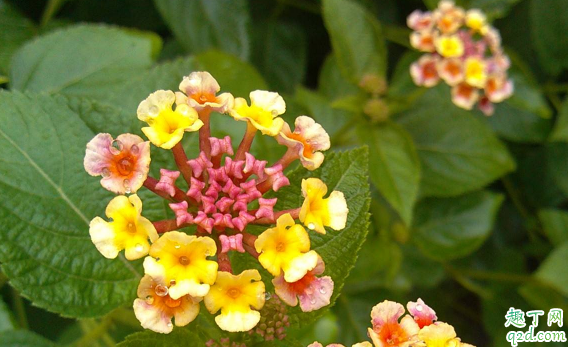 如意花可以水養(yǎng)嗎 如意花怎樣水養(yǎng)花開(kāi)的旺盛3