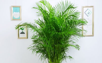 袖珍椰子放臥室好嗎 怎樣養(yǎng)袖珍椰子長的大