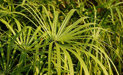 棕竹容易養(yǎng)嗎 養(yǎng)棕竹哪些事項(xiàng)是要注意的