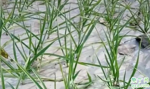 大蒜苗期發(fā)生黃化的原因 大蒜苗期黃化怎么辦2