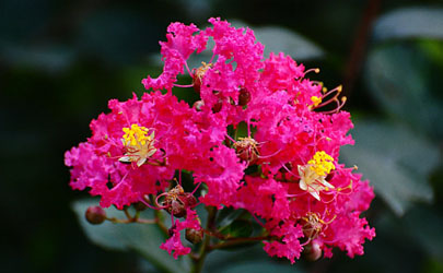 百日紅好養(yǎng)活不 怎樣增加百日紅盛花期