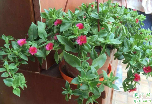 牡丹吊蘭為什么葉子蔫軟 牡丹吊蘭葉子卷縮枯萎怎么辦3