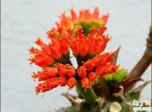 噴火龍爛根怎么回事 噴火龍老是爛根怎么解決1