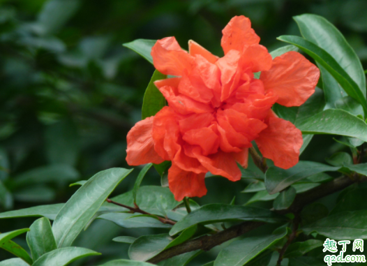 水晶茉莉過冬溫度是多少了 狗牙花冬天怎么養(yǎng)3