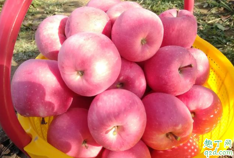 片紅蘋(píng)果與條紅蘋(píng)果哪個(gè)營(yíng)養(yǎng)高 片紅蘋(píng)果和條紅蘋(píng)果怎么選擇2