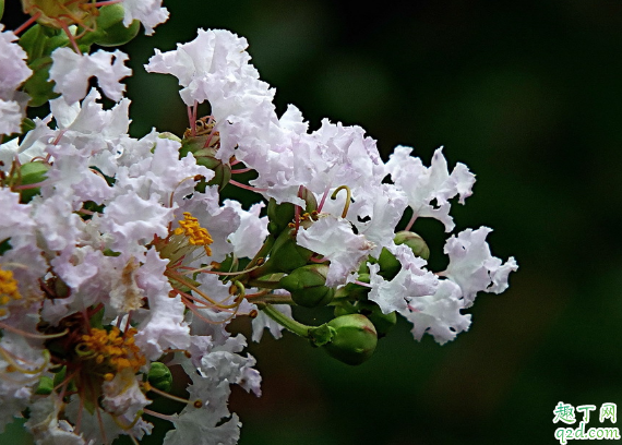 百日紅在室內(nèi)養(yǎng)植好不好 百日紅怎么養(yǎng)長(zhǎng)得旺盛2