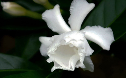 為什么水晶茉莉的花苞會(huì)掉 水晶茉莉掉花苞怎么補(bǔ)救