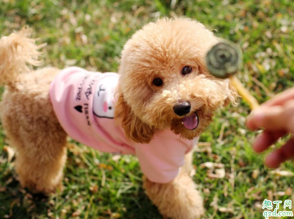 泰迪為何天生很色 為什么泰迪睡覺摸它會(huì)抬腿4