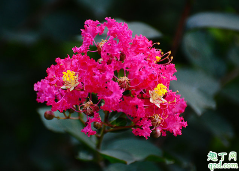 百日紅好養(yǎng)活不 怎樣增加百日紅盛花期1