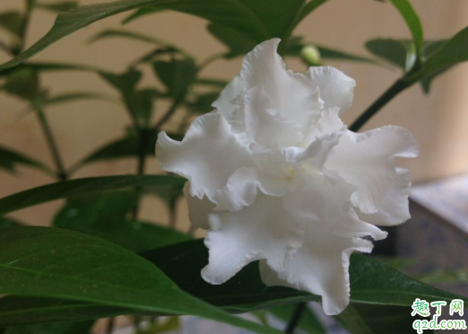 水晶茉莉過冬溫度是多少了 狗牙花冬天怎么養(yǎng)1