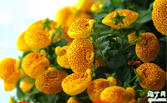 ?荷苞花好養(yǎng)活不 荷苞花怎樣養(yǎng)花開旺盛1