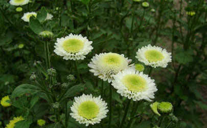 多頭菊生長(zhǎng)期一定要摘心嗎 多頭菊花期結(jié)束之后要怎么打理