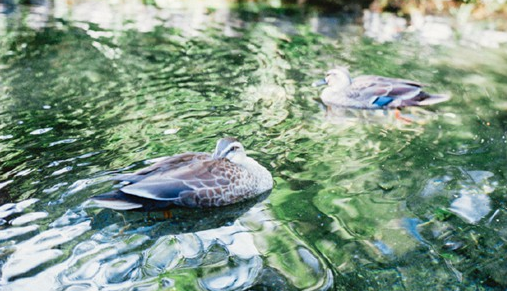 關(guān)于生活的哲理有道理說說帶圖片 生活總是這樣不能叫人處處都滿意但我們還要熱情地活下去8
