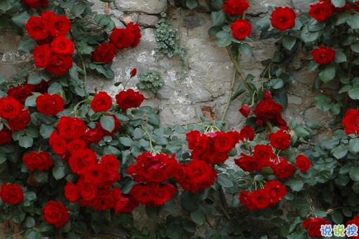 戀愛中的唯美心情說(shuō)說(shuō)帶圖片 遇到對(duì)的人感到幸福的說(shuō)說(shuō)2