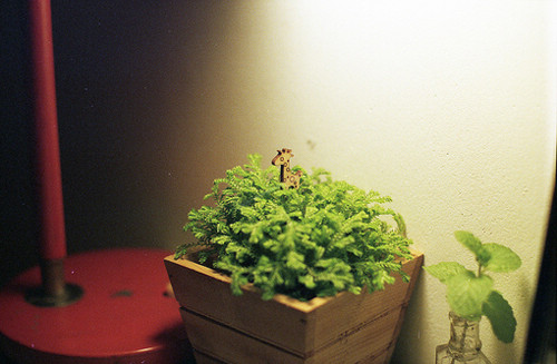 唯美又簡單的一句話說說帶圖片 你本是這世間獨一無二千般好1