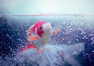 帶圖片的戀愛(ài)說(shuō)說(shuō)5