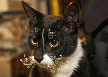 笑死人的說說加圖片：老師說我是攪屎棍，那么我同學(xué)是什么？9