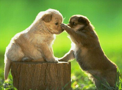 配圖片的朋友說說：什么是好朋友？有人說，那是地球上翻版的自己6