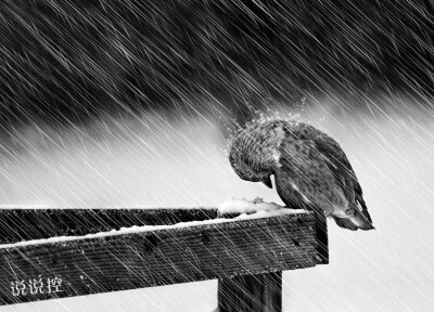 堅(jiān)強(qiáng)的說(shuō)說(shuō)帶圖片5