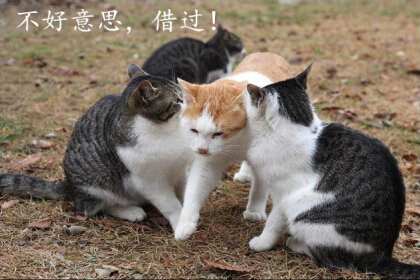 光棍節(jié)說說帶圖片，光棍節(jié)圖片說說大全6