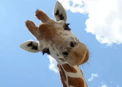 帶圖搞笑說說：早知道這是看臉的世界，當(dāng)初就該拿上學(xué)的錢去整容