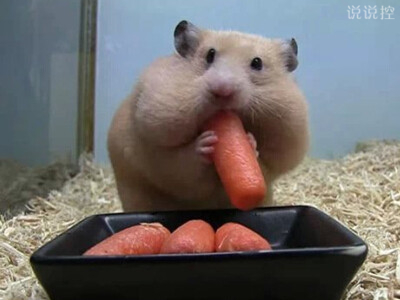 爆笑逗比說說：一個(gè)人吃飯總覺得很孤單，但一個(gè)人吃零食就不會(huì)