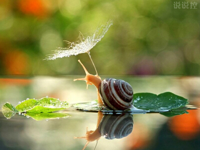 正能量的說說帶圖片：即使走得再艱難，蝸牛也沒有放下沉重的殼