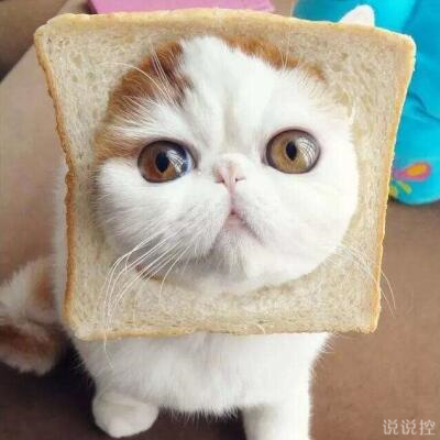 好笑的說(shuō)說(shuō)帶圖片，搞笑的說(shuō)說(shuō)笑死人帶圖2