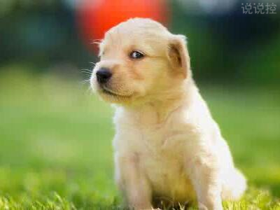 逗比的說說帶圖片，逗比說說配圖