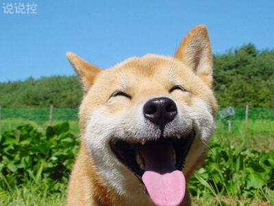 微信朋友圈萬(wàn)能神評(píng)論，微信朋友圈惡搞評(píng)論