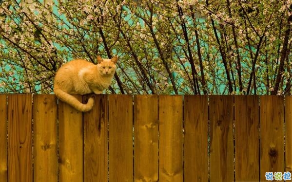 心里甜蜜蜜的愛情說說帶圖片 愛情說說一輩子只愛你2