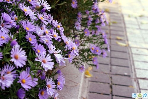 27句無限浪漫的表白情話合集 真心愛一個人的表白說說2