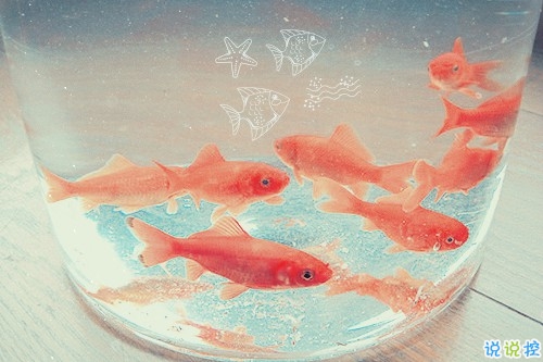 有時(shí)幸福又難過傷感的說說帶圖 暗戀是一個(gè)人的兵荒馬亂14