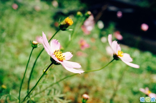 很精辟人生感悟的句子和圖片 寫人生感悟的句子帶圖片20185