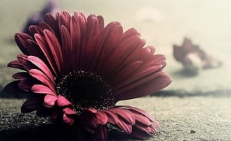 在夢里也會潸然淚下的說說帶圖 如果時光倒流峩捫能抓得住什么1