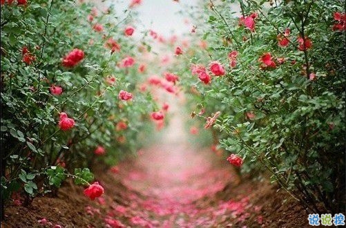 2019最新qq小情話帶圖片大全 最感動(dòng)的唯美情話說(shuō)說(shuō)8