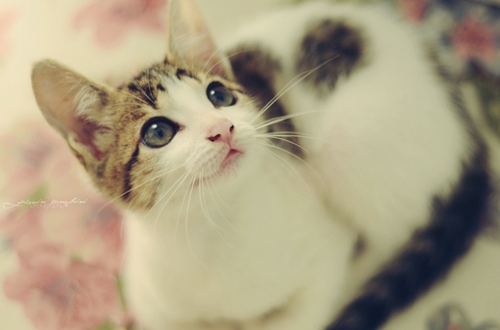 關(guān)于愛情的有些傷感難過的說說帶圖片 遇你之后步步都難走11