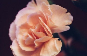 在夢里也會潸然淚下的說說帶圖 如果時光倒流峩捫能抓得住什么14