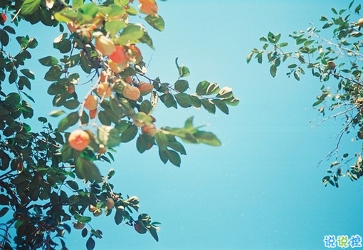 簡(jiǎn)單唯美的一句話圖片說說有道理的那種 生活需要一點(diǎn)詩意3