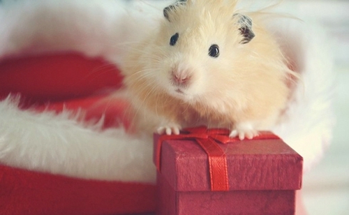 超甜蜜的戀愛中的小情侶適合發(fā)的愛情說說帶圖片 寫盡千山落筆是你14