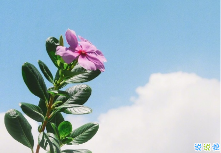 微信勵(lì)志早安語(yǔ)加圖片最新 朋友圈早安心語(yǔ)正能量配圖文字8